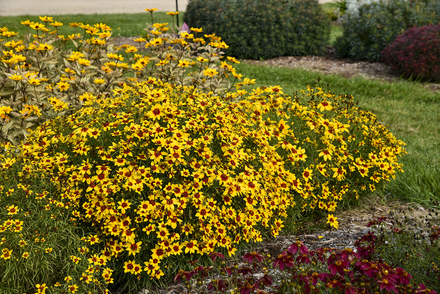 Coreopsis